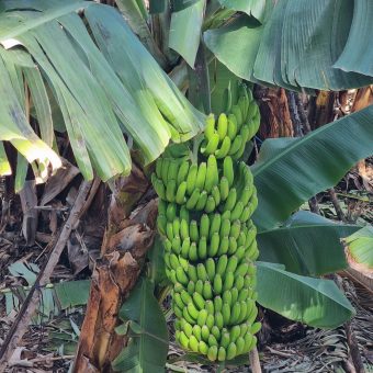 Kanarische Bananen